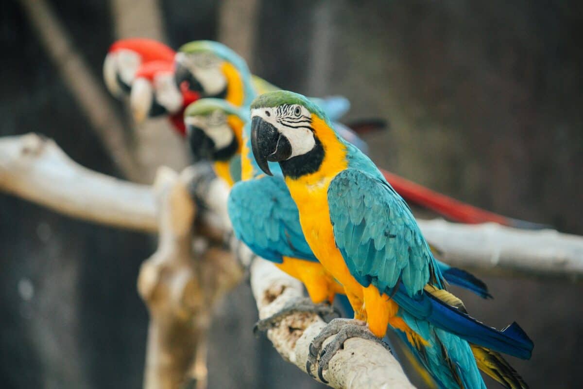 parrot