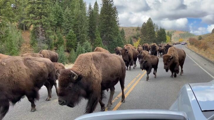 Large Herd of Bison Stampede on the Road in Yellowstone National Park