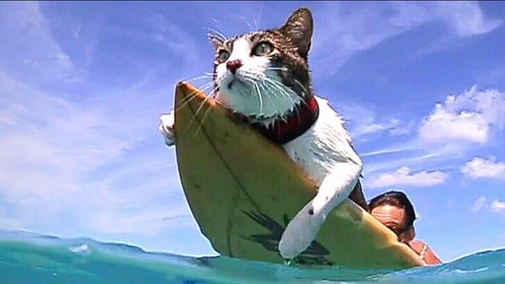 Cat goes Surfing with Owners in Hawaii