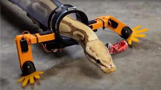 Watch: Youtuber Gives Snakes Their Legs Back