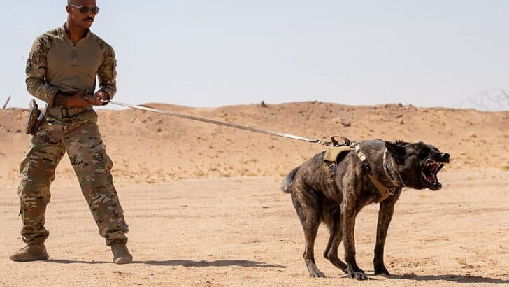 Watch: All About Elite Military Dogs