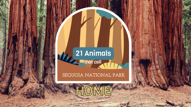 21 Animals That Call Sequoia National Park Home