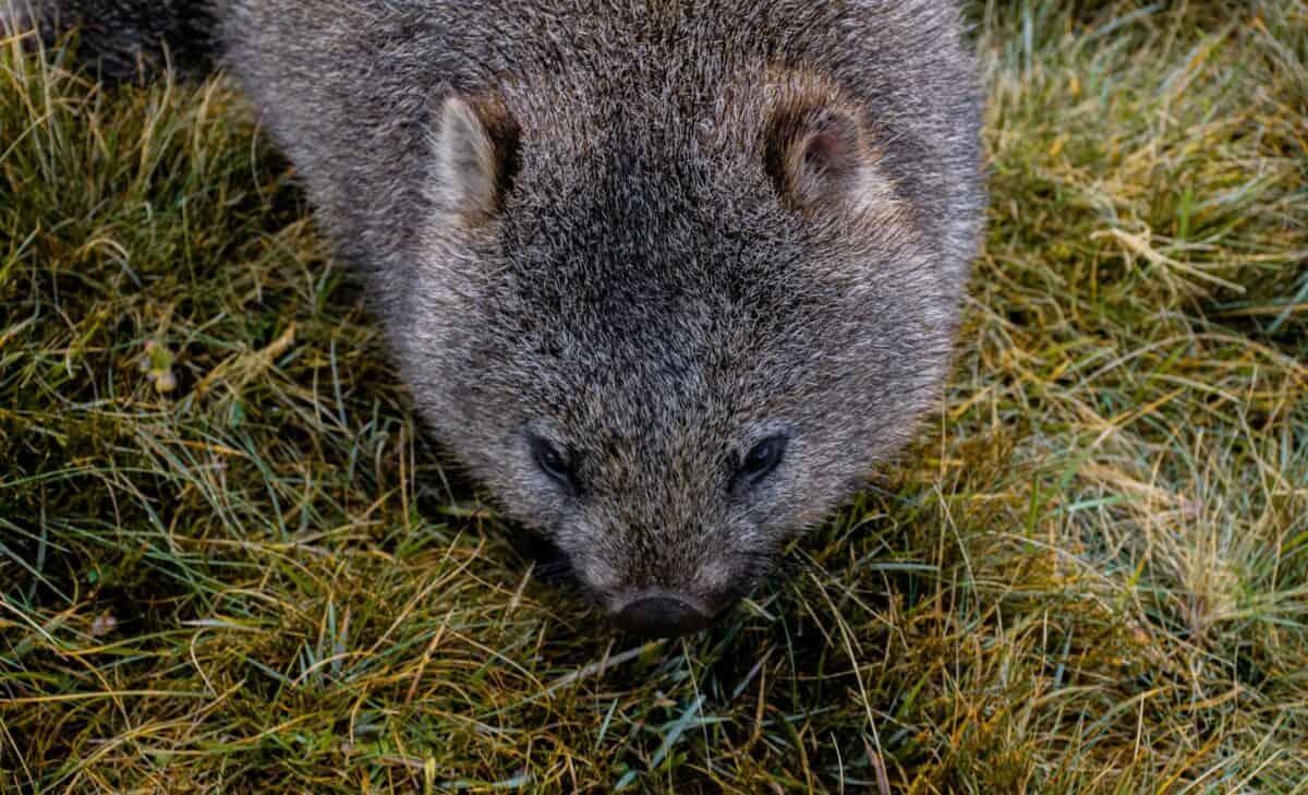 wombat 