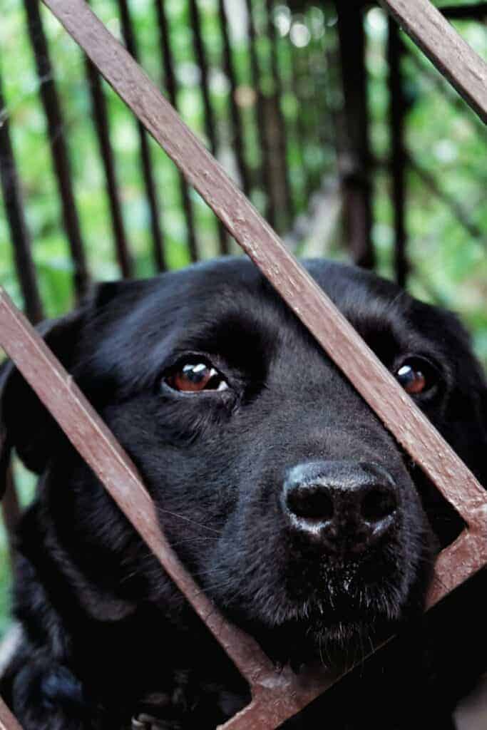Hund wartet auf Adoption
