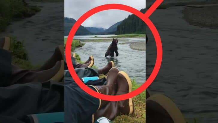Watch: Black Bear Casually Runs Past and Plays Next to Campers in Alaska