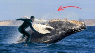 man rides whale