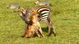 Zebra bites back