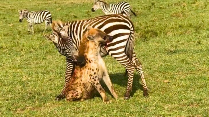 Zebra Bites Hyena BACK