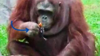 Orangutan Rescues Drowning Bird