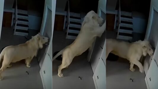 Lion Scratches on Door to Come Inside
