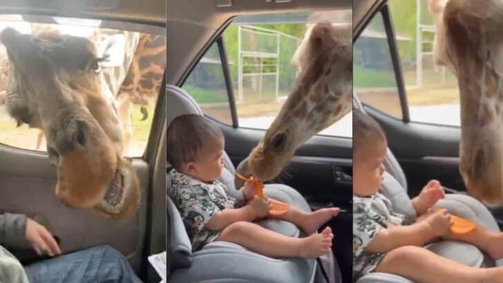 Watch: Giraffe Steals Snack from Baby During Safari