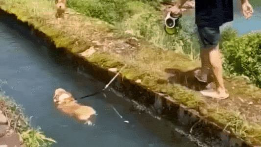 Watch: Dog Decides to Swim Along Owner During Walk