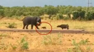Baby buffalo attacks elephant