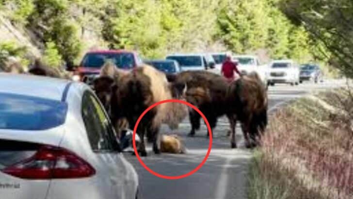 Baby Bison Falls Asleep in the Middle of the Road in Yellowstone National Park