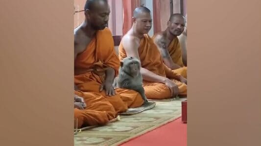 Wild Monkey Meditates with Monks in Thailand