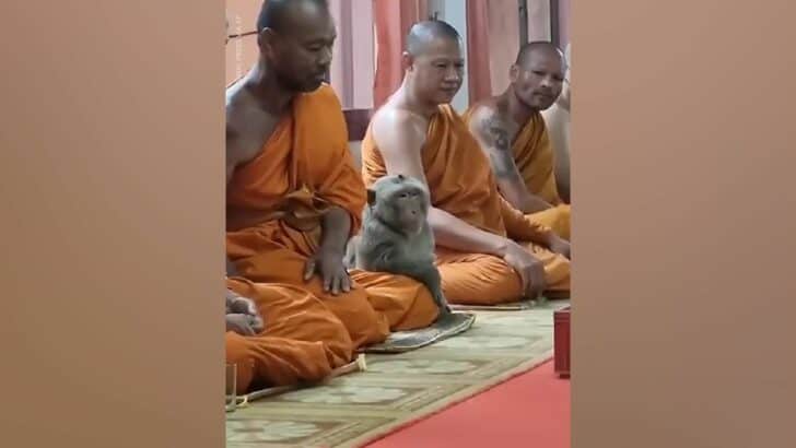Monkey Meditates with Monks
