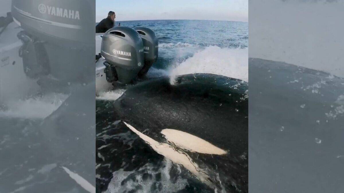 Amazing: Friendly Orca Chases Boat