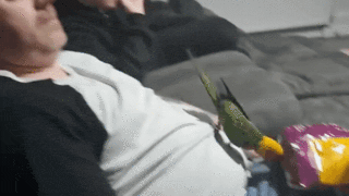 parrot Feeds Owner Chips