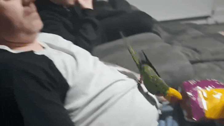 Parrot Feeds Owner Chips on the Couch