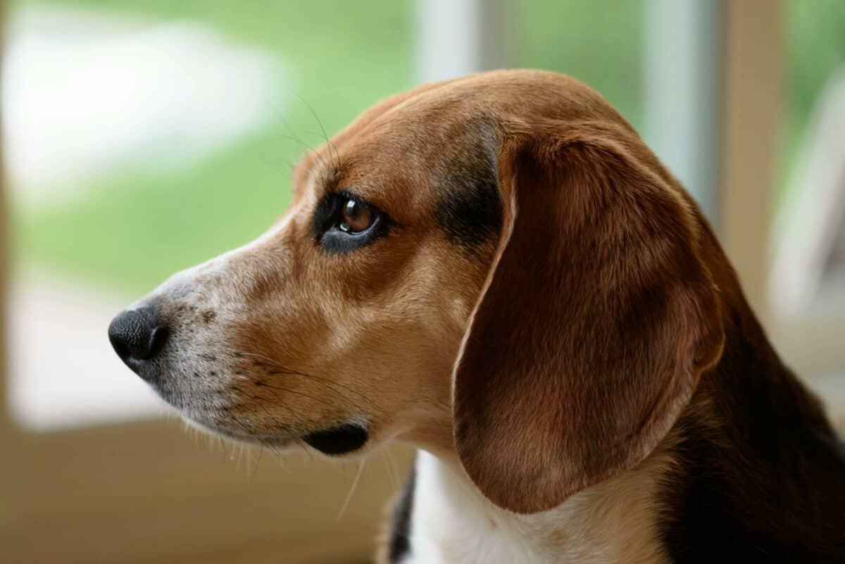 beagle