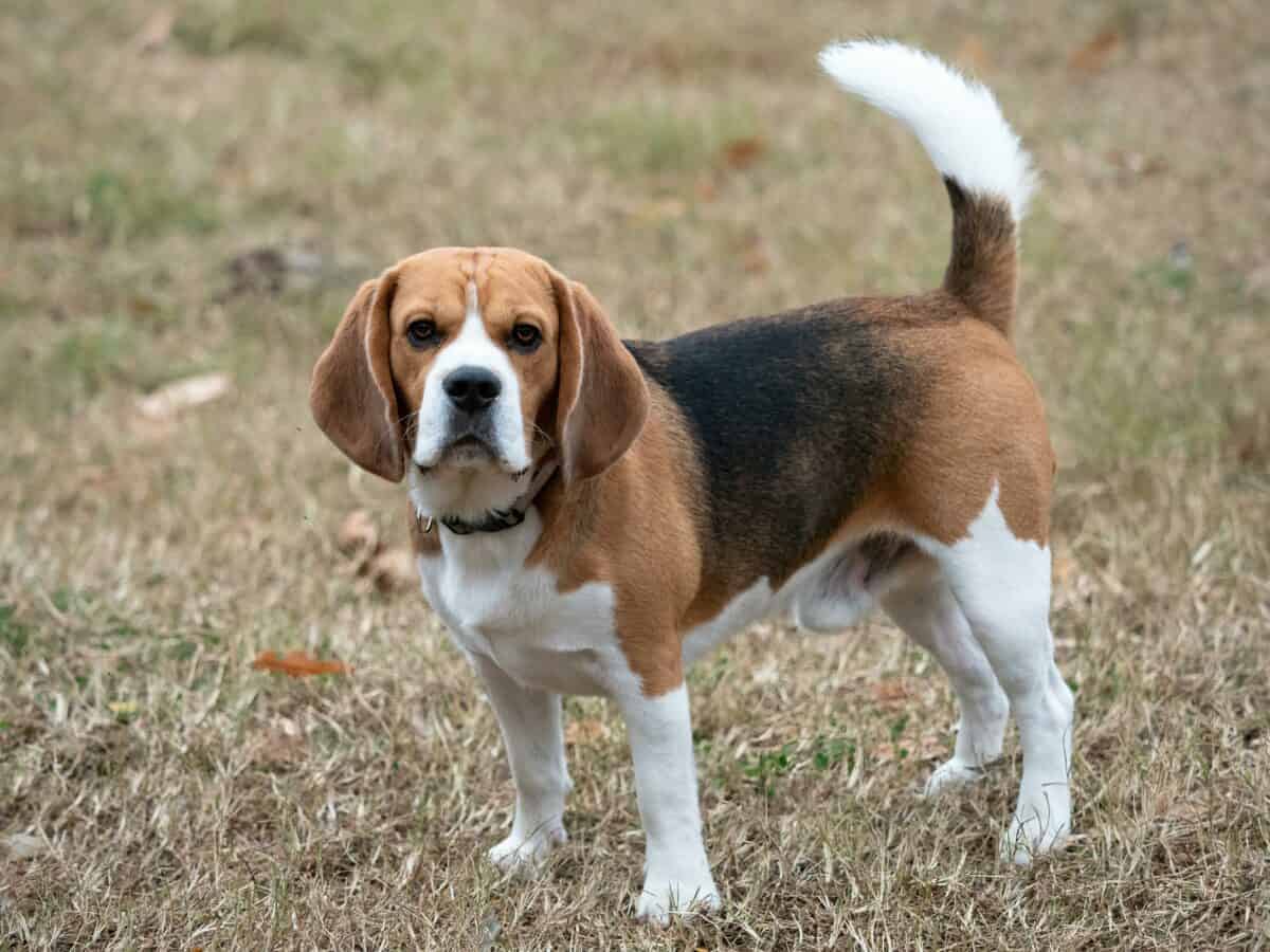 Beagle