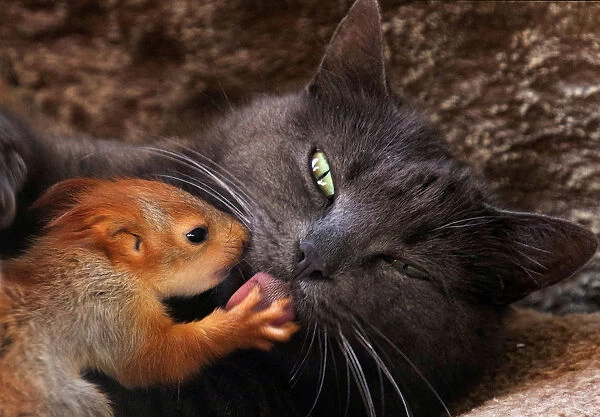 cat foster dad to squirrel