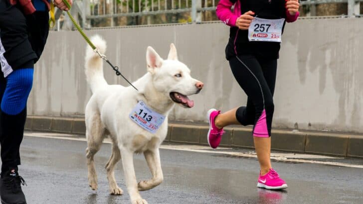 Did You Know: Strava is Available for Dogs