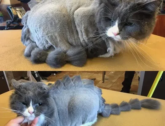 Groomer Turns Cat into CATZILLA