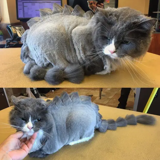 Groomer Turns Cat into CATZILLA