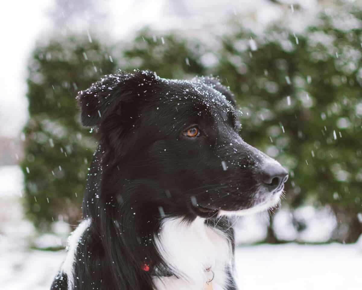 Dog waiting for adoption as seasons shift