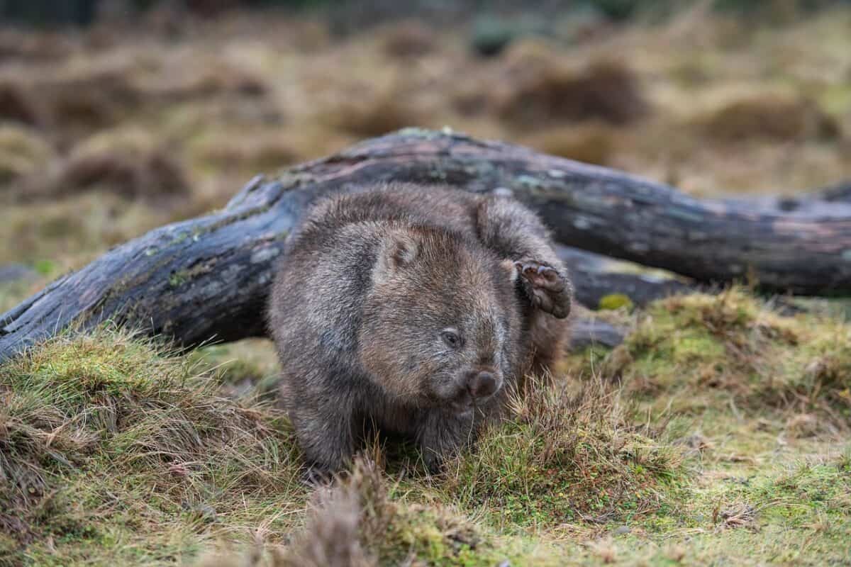 wombat