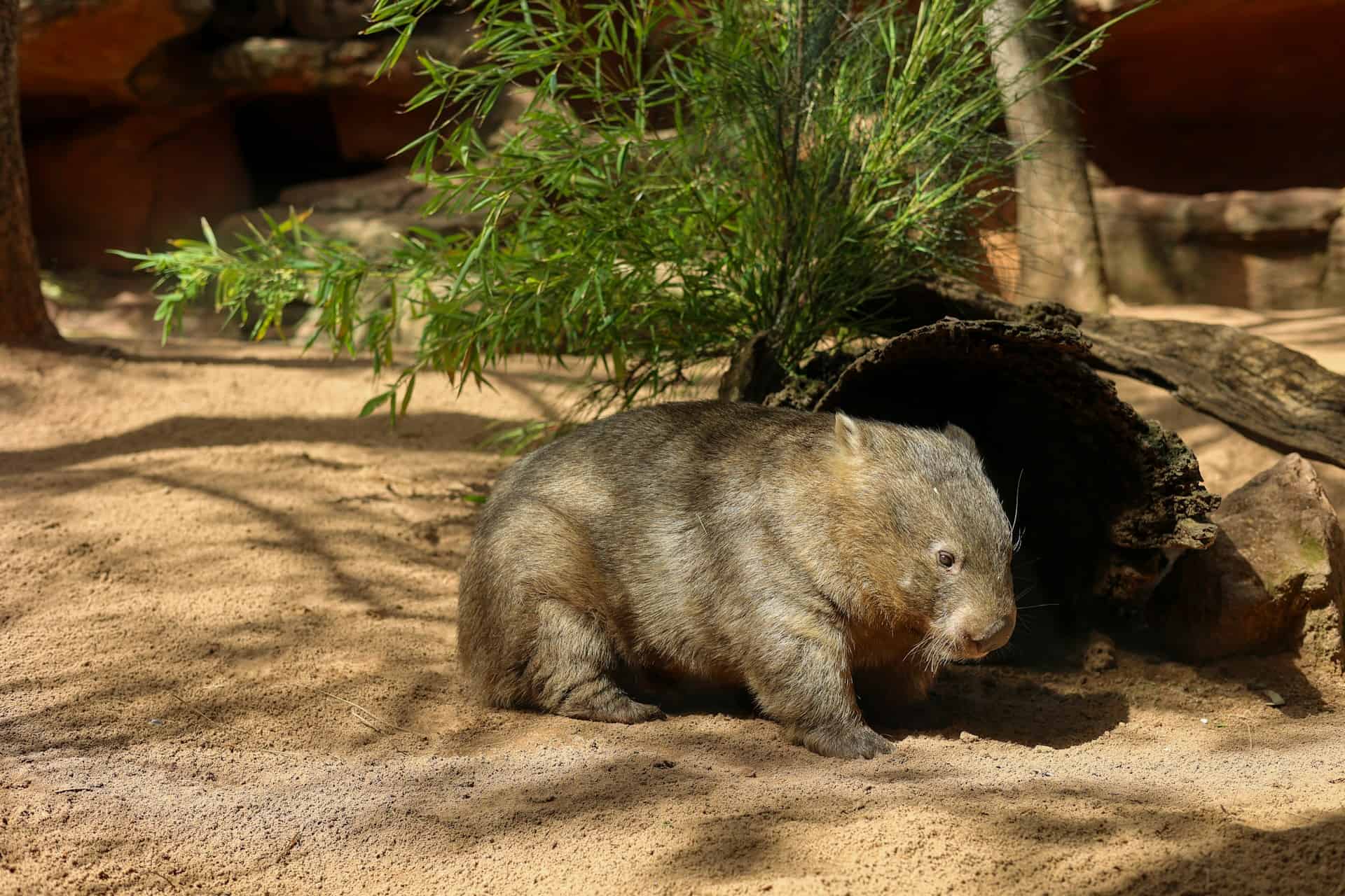 wombat