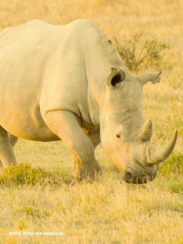 White Rhinos vs Hyena Caught on Camera
