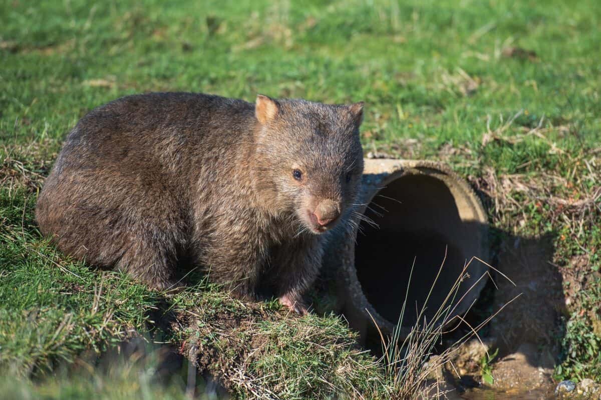 wombat