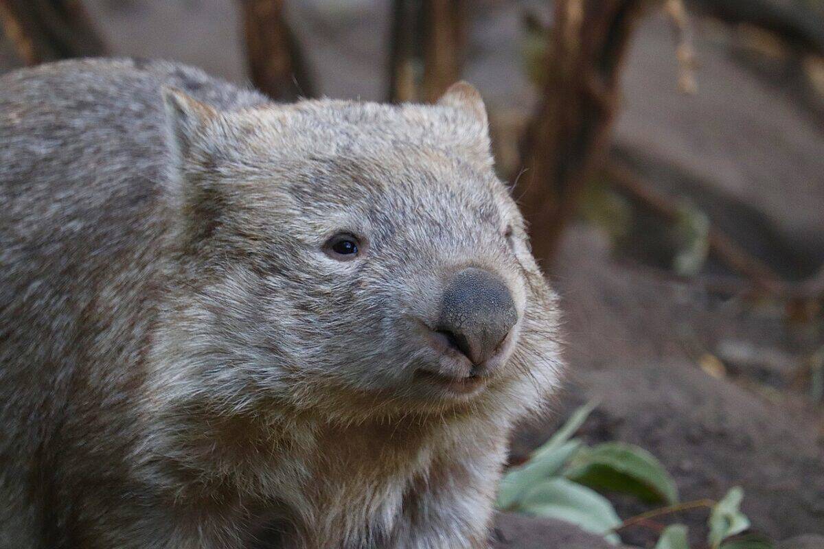 wombat