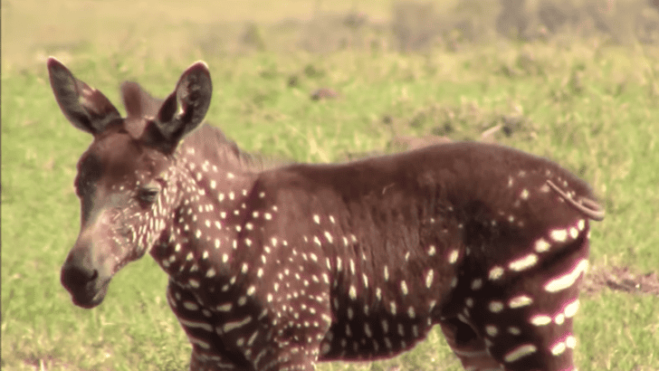 Spotted: Rare White Polka Dotted Zebra Baby