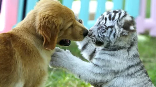 Heartwarming Friendship Between Golden Retriever, Tiger, and Lion