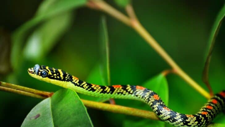 Why Some Snakes Can &ldquo;Fly&rdquo; from Tree to Tree (It&rsquo;s Not a Myth!)