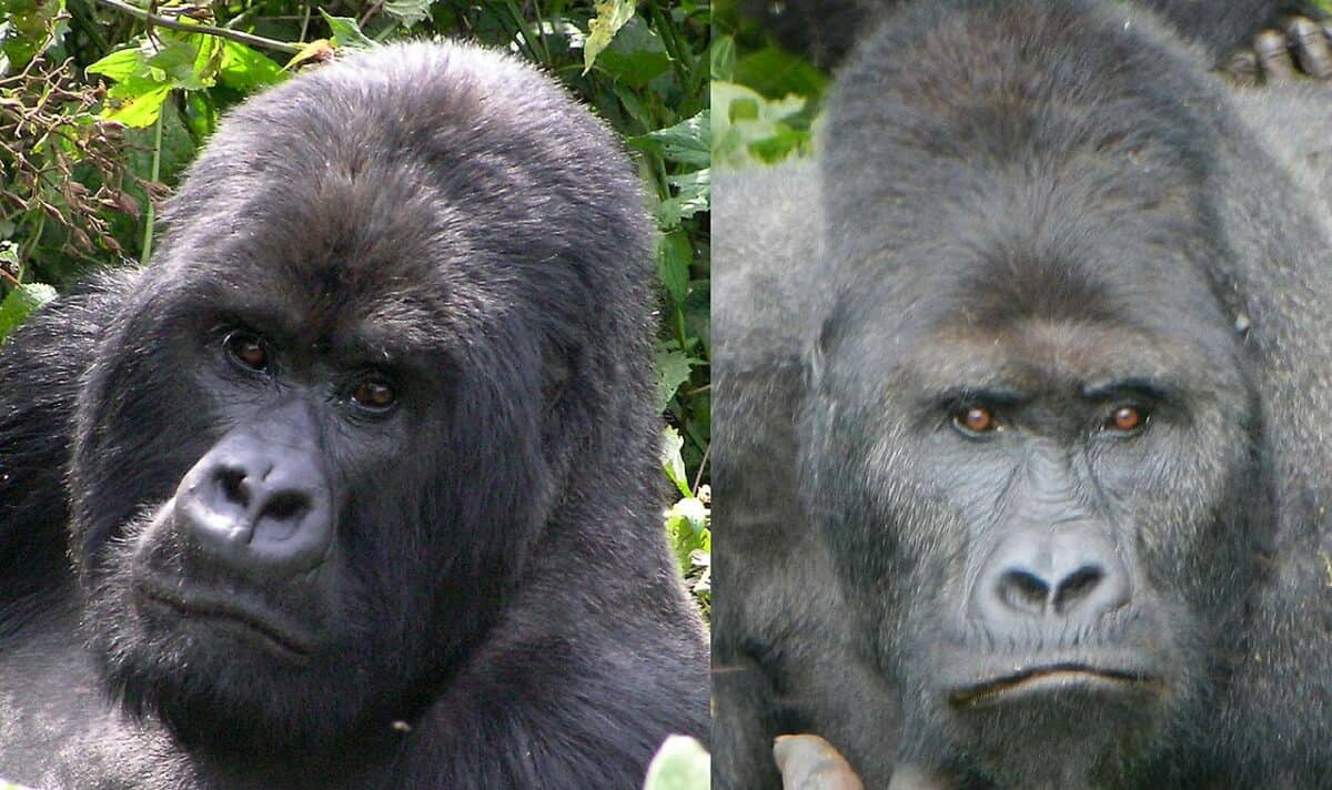 Lowland Gorilla