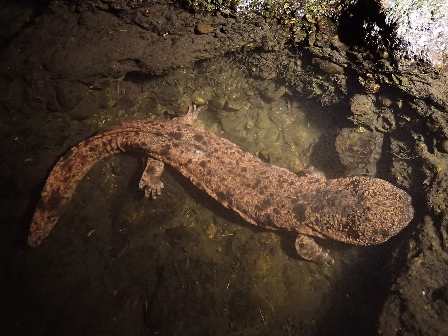 Salamander
