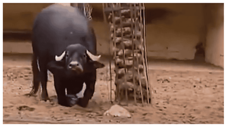 Heroic Buffalo Rescues a Stuck Tortoise