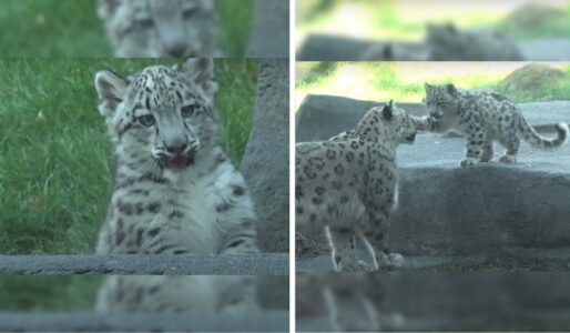 Tiny Paws, Big Adventures! Snow Leopard Cub’s Enchanting Debut Captivates Hearts