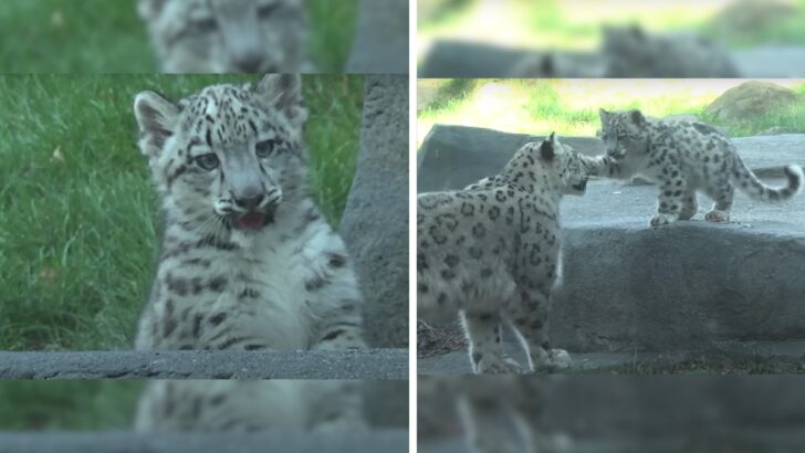 Tiny Paws, Big Adventures! Snow Leopard Cub’s Enchanting Debut Captivates Hearts