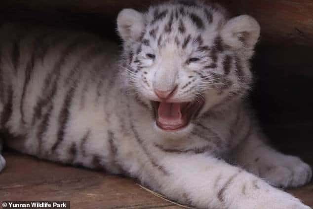 tiger cub