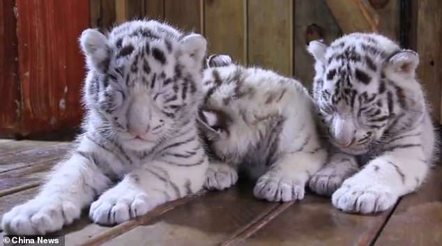 Newborn White Tiger Triplets Struggle to Stay Awake When they Meet Tourists for the First Time