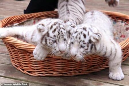 Adorable White Tiger Triplets Play-fight at Japan Zoo (Video)