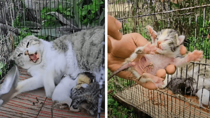 Traumatized Mother Cat and Her Kittens Finally Rescued from Cage