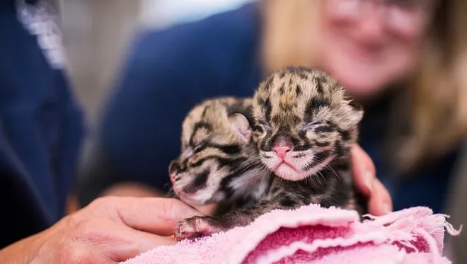 2 Month Check-in with the Thriving Clouded Leopard Cubs at Nashville Zoo