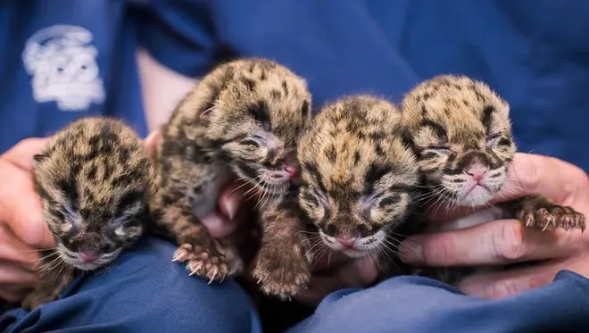 Four 10-Day-Old Clouded Leopards Open Their Eyes and Take First Steps at Nashville Zoo, USA