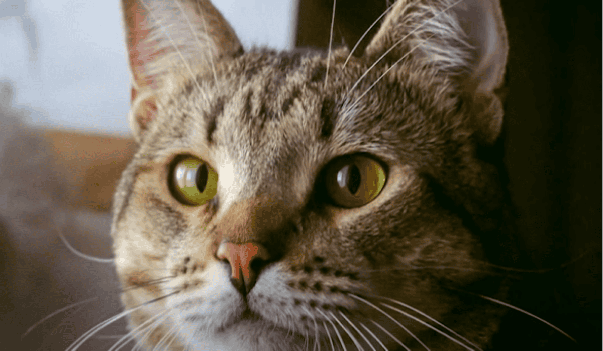 grown adult cat